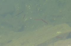 Trachinops caudimaculatus