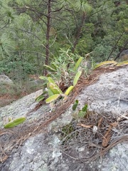 Selenicereus ocamponis