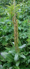 Macropodium nivale