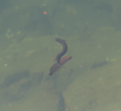 Trachinops caudimaculatus