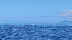 Physeter macrocephalus