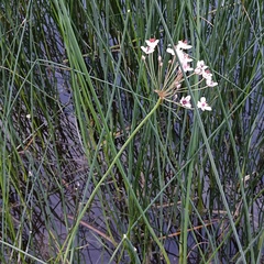 Butomus umbellatus