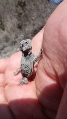 Phrynosoma taurus