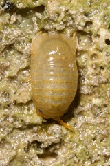 Sphaeroma serratum