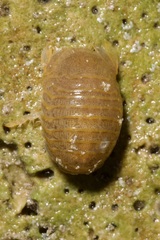 Sphaeroma serratum
