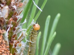 Acantholyda hieroglyphica