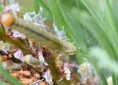 Acantholyda hieroglyphica