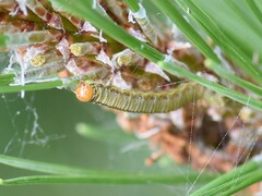 Acantholyda hieroglyphica