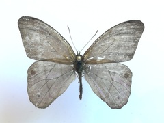 Amiga arnaca sericeella