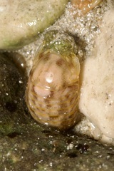 Sphaeroma
