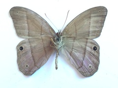 Amiga arnaca sericeella