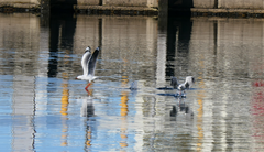 Chroicocephalus novaehollandiae