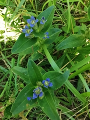 Gentiana cruciata