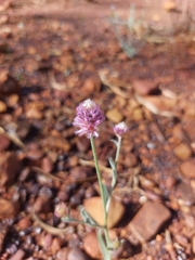 Ptilotus helipteroides