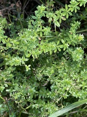 Galium asprellum