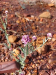 Ptilotus helipteroides
