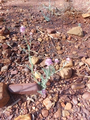 Ptilotus helipteroides