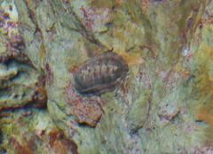 Sypharochiton pelliserpentis
