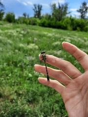 Onychogomphus forcipatus