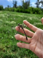 Onychogomphus forcipatus
