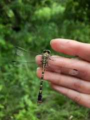 Onychogomphus forcipatus