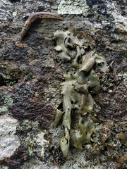 Umbilicaria subglabra