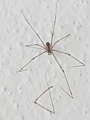 Holocnemus pluchei