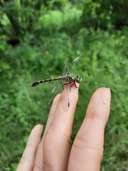 Onychogomphus forcipatus