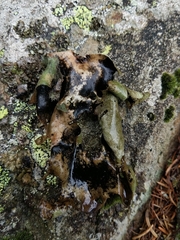 Umbilicaria subglabra