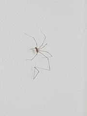 Holocnemus pluchei