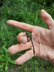 Onychogomphus forcipatus