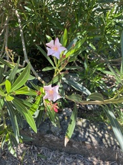 Nerium oleander