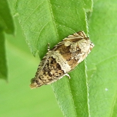 Celypha flavipalpana