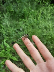 Onychogomphus forcipatus