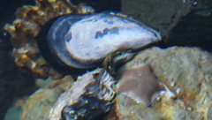 Mytilus