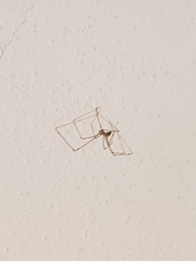 Holocnemus pluchei