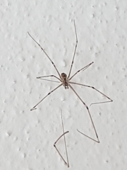 Holocnemus pluchei