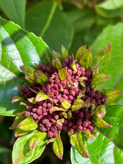 Clerodendrum bungei