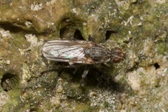 Fucellia tergina