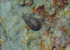 Sypharochiton pelliserpentis