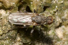 Fucellia tergina