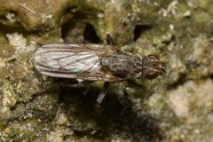Fucellia tergina