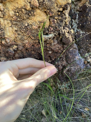 Image of Diuris perialla by (c) Thomas Mesaglio, some rights reserved (CC BY)