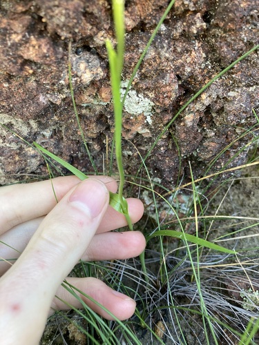Image of Diuris perialla by (c) Thomas Mesaglio, some rights reserved (CC BY)