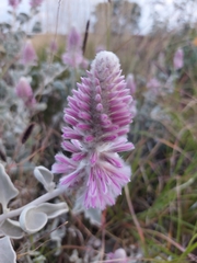 Ptilotus rotundifolius