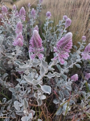 Ptilotus rotundifolius