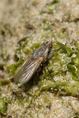 Fucellia tergina