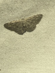Idaea violacearia