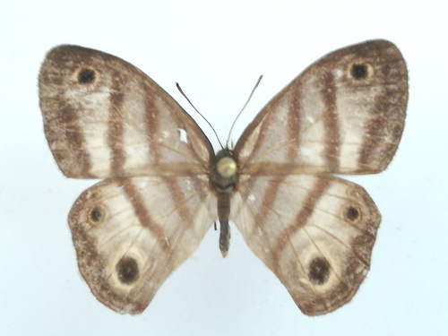 Euptychia insolata