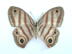 Euptychia insolata